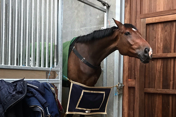 Cheval aux écuries