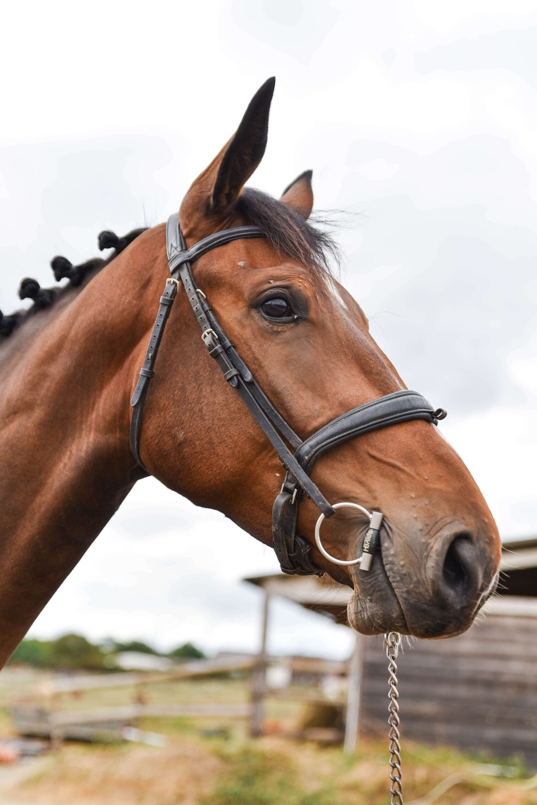 Portrait d’un cheval de sport à l’Écurie de l’Antonnière